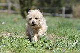 CAIRN TERRIER 267
